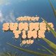 MAYOT, GUF - SUMMERTIME